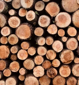 Odkup in prodaja lesa podravska