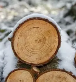 Odkup in prodaja lesa in hlodovine maribor stajerska