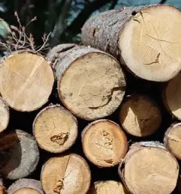 Odkup in prodaja lesa in hlodovine maribor stajerska