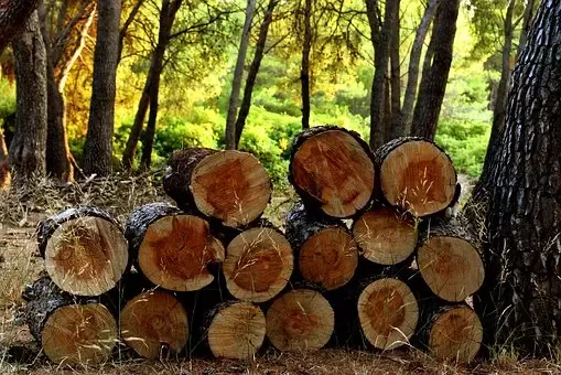 Odkup in prodaja lesa in hlodovine Maribor, Štajerska