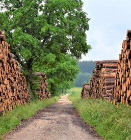 Odkup lesa gorenjska