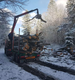 Odkup lesa slovenija