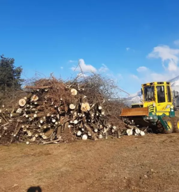 Les za biomaso Gorenjska