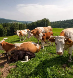 Odkup mleka in zivine slovenska bistrica