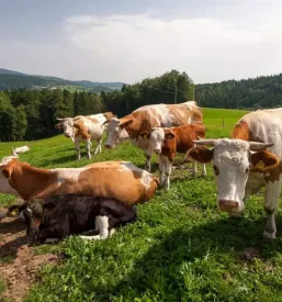 Odkup mleka in živine Štajerska