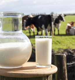 Odkup mleka in zivine slovenska bistrica