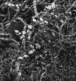 Odkup odpadnega svinca Maribor