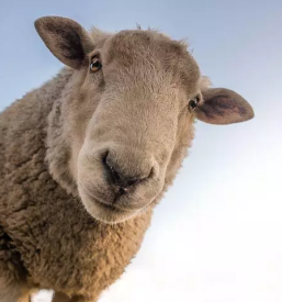 Ugoden odkup živine Ljubljana