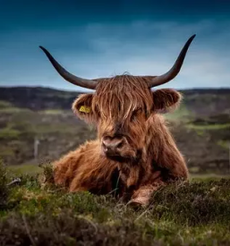 Kvalitetni odkupi živine Ljubljana in okolica