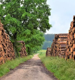 Odvoz lesa iz gozda stajerska