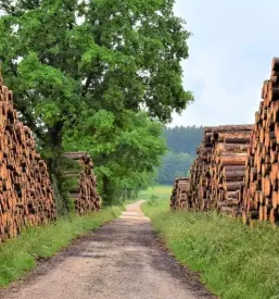 Strokovni odvoz lesa Štajerska
