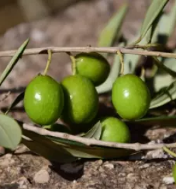 Olivno olje Koper okolica
