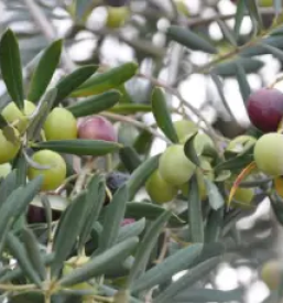 Domače olivno olje Koper