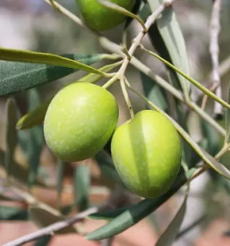 Oljarstvo secovlje primorska