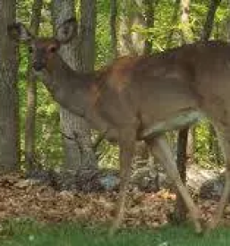 Organizacija lova slovenija hrvaska