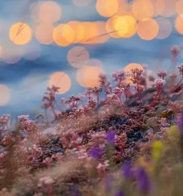 Organizacija strokovnih ekskurzij s podrocja zeliscarstva slovenija