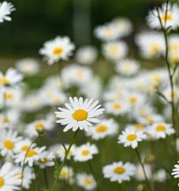 Organizacija strokovnih ekskurzij s podrocja zeliscarstva slovenija