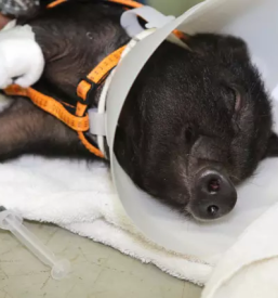 Ortopedija za živali 