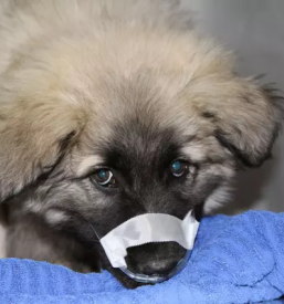 Ortopedija za živali slovenija