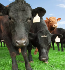 Proizvodnja zamrznjenega bikovega semena