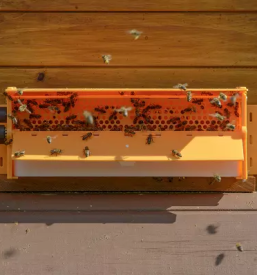 Osmukac cvetnega prahu kogelnik