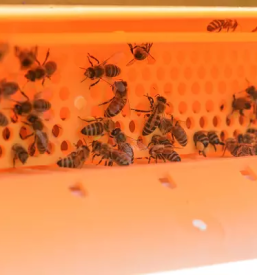 Osmukac cvetnega prahu kogelnik