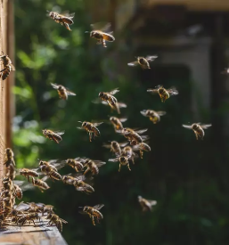 Osmukac cvetnega prahu kogelnik