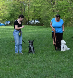 Pasja šola Osrednja Slovenija