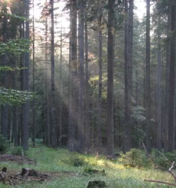 Planinsko društvo Rogla