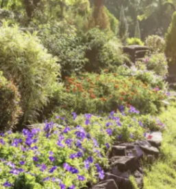 Podiranje in obrezovanje dreves podravska