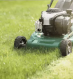 Podiranje in obrezovanje dreves podravska