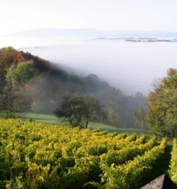 Pogostitve za zakljucene druzbe stajerska
