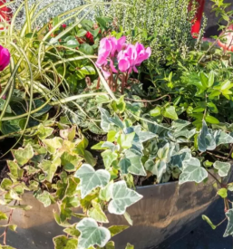 Pogrebni zavod Maribor, Štajerska