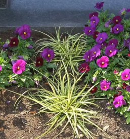 Kvaliteten pogrebni zavod Maribor