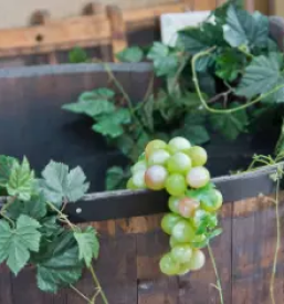 Pomoc pri nakupu vinogradniske opreme slovenija