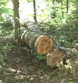 Posek in spravilo lesa dolenjska