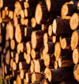 Posek in spravilo lesa notranjska