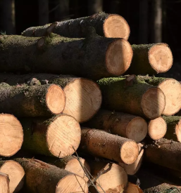 Posek secnja spravilo lesa ivancna gorica