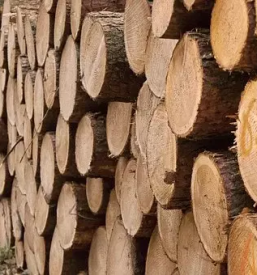 Posek secnja spravilo lesa osrednja slovenija