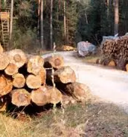 Posek spravilo in odkup lesa osrednja slovenija