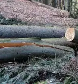 Posek spravilo in odkup lesa slovenija