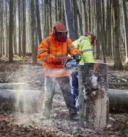 Posek spravilo in odkup lesa slovenija