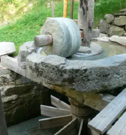 Predelava domace moke primorska