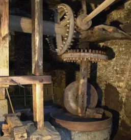 Predelava domace moke primorska