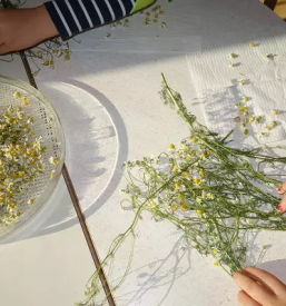 Predsolska vzgoja otrok dolenjska - dober vrtec