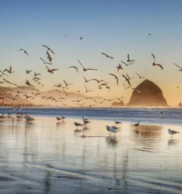 Prehransko svetovanje in razstrupljanje