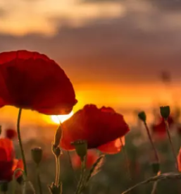 Prehransko svetovanje in razstrupljanje