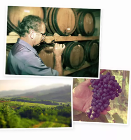 Premium red wine of Slovenia