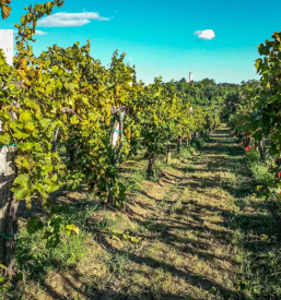 Premium white wine of Slovenia