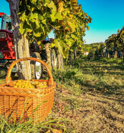 Premium white wine of Slovenia